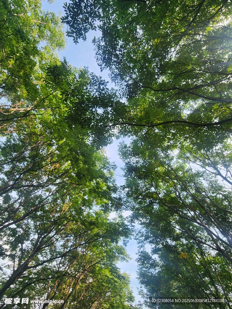 仰望茂密树林绿意盎然