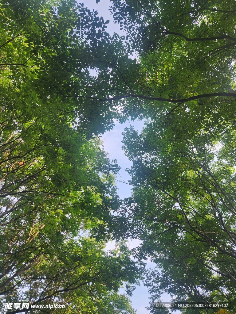 仰视茂密森林树冠