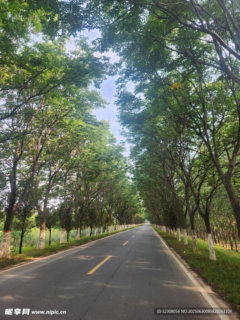 林荫大道 