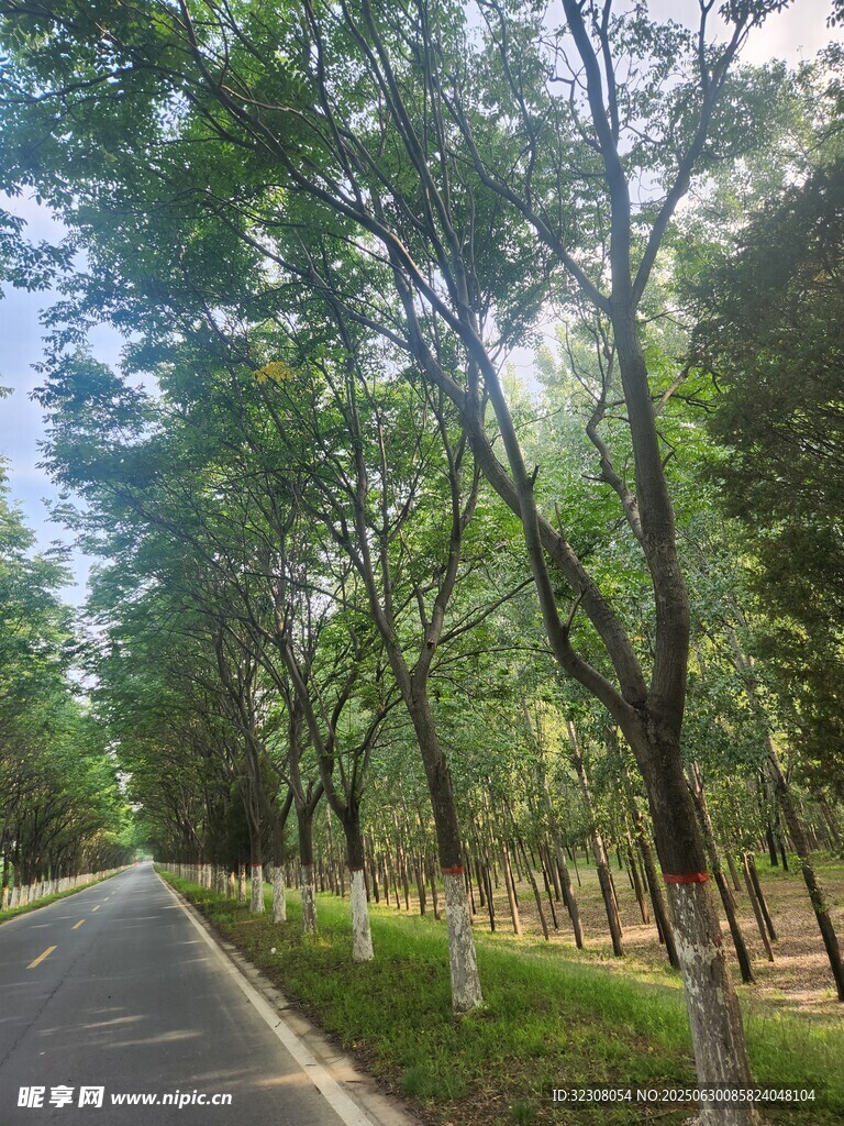 林间幽静小路