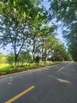 林荫公路 
