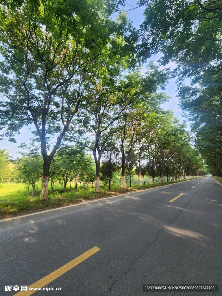 林荫公路 