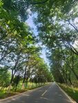 林间公路 