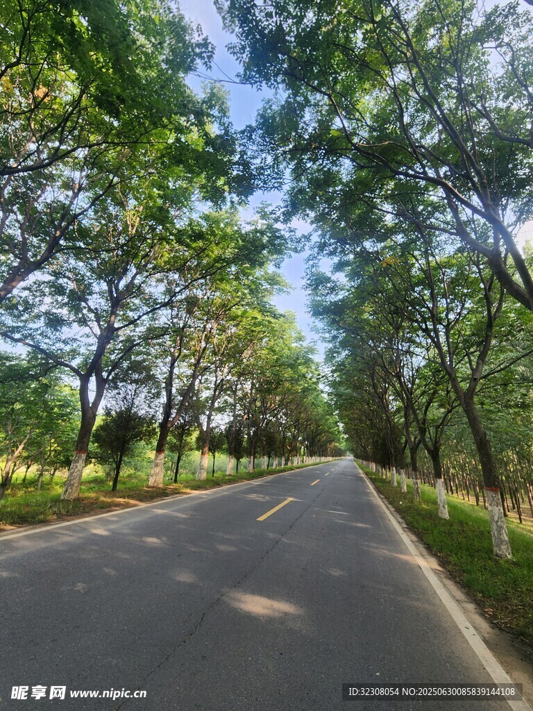 林间公路 