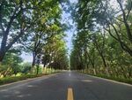 林间公路 