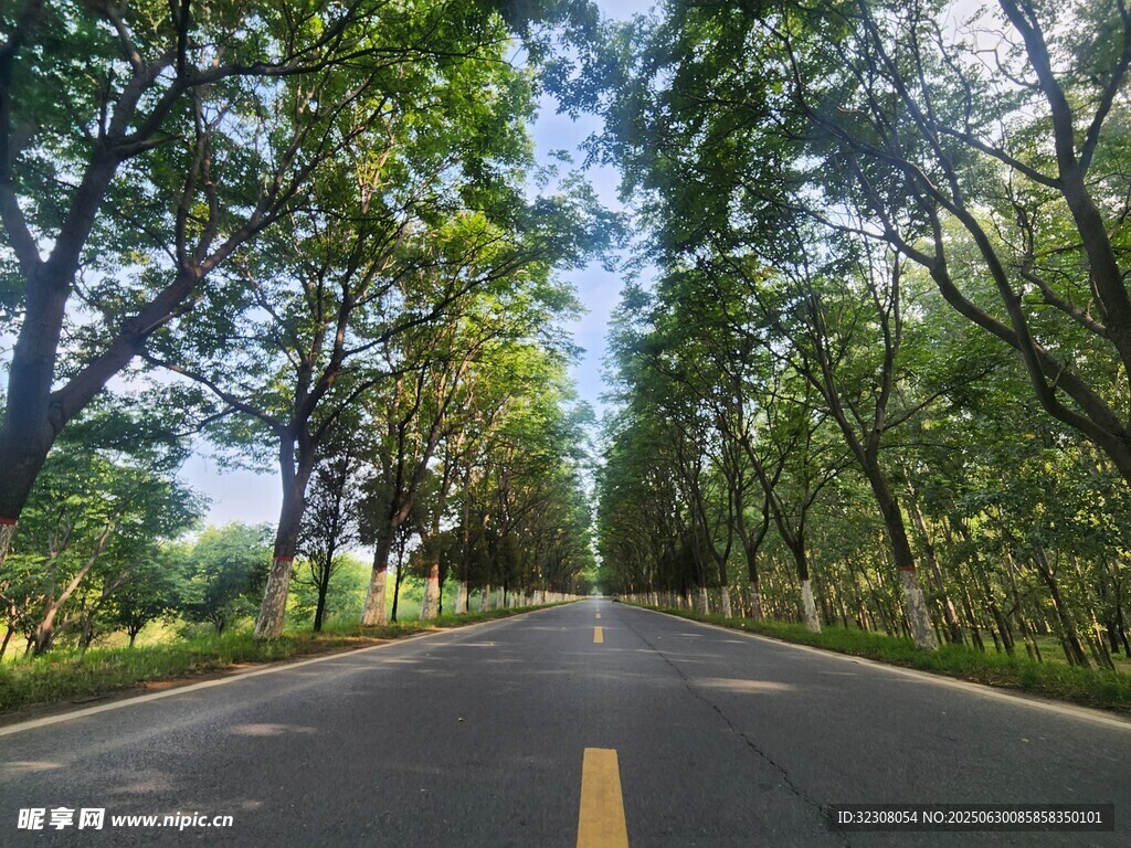 林间公路 