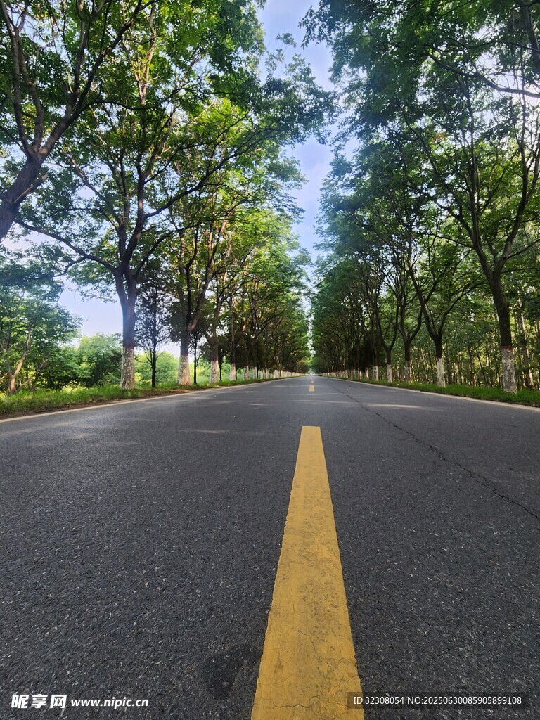 林间公路 
