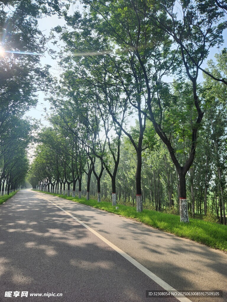 林荫大道 