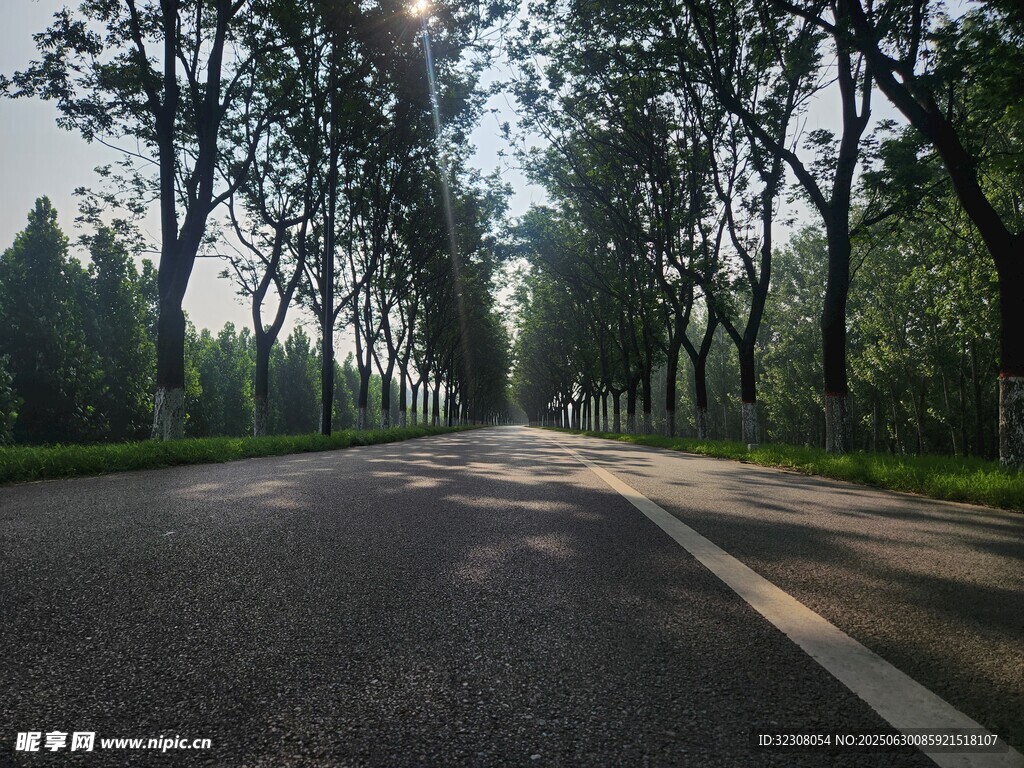 林间静谧公路