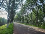 林间幽静小路