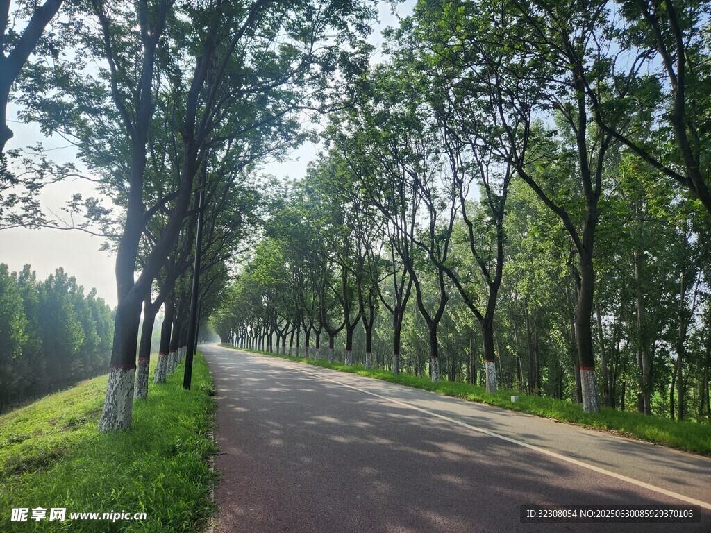 林间幽静小路