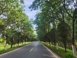 林荫大道 