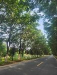 林荫大道 
