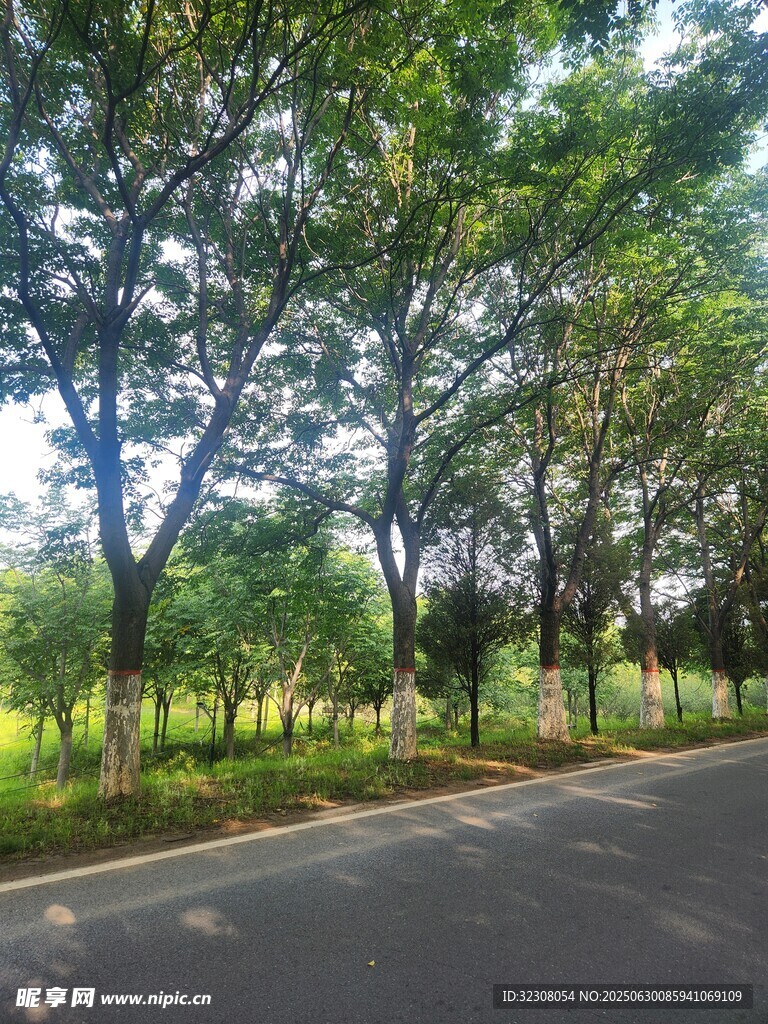 林荫道路 
