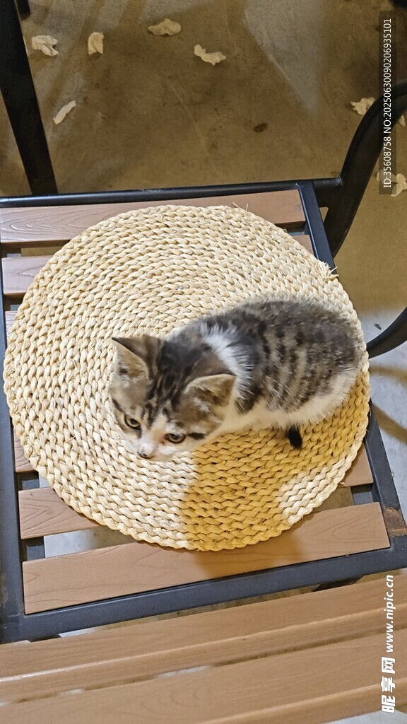 小猫惬意躺卧在编织垫上