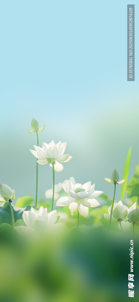 春日白花绽放于绿野