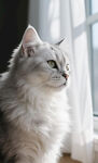 窗边银渐层猫咪的凝望