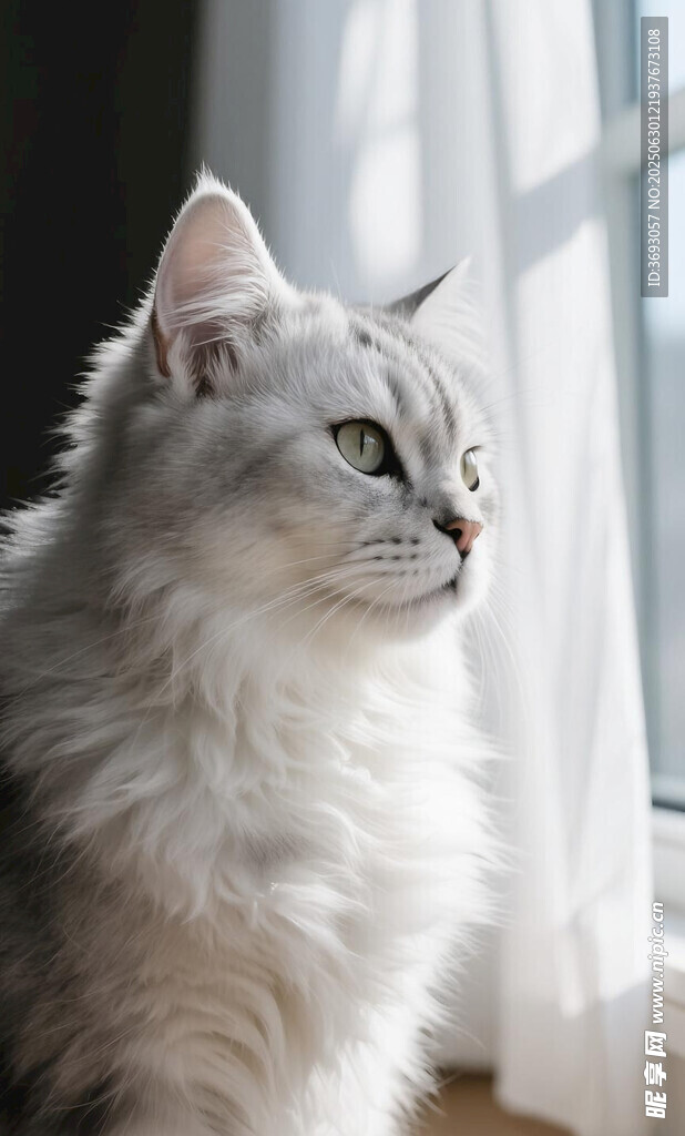 窗边银渐层猫咪的凝望