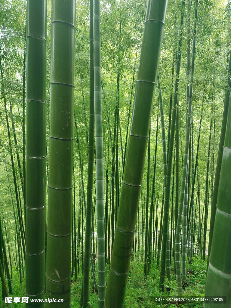翠绿竹林自然清新之景