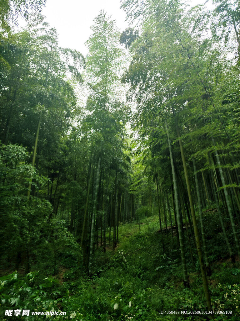 翠绿竹林自然清新之景