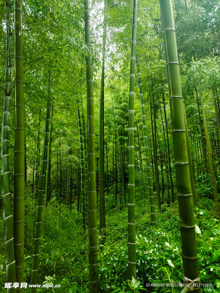 翠绿竹林自然清新之景