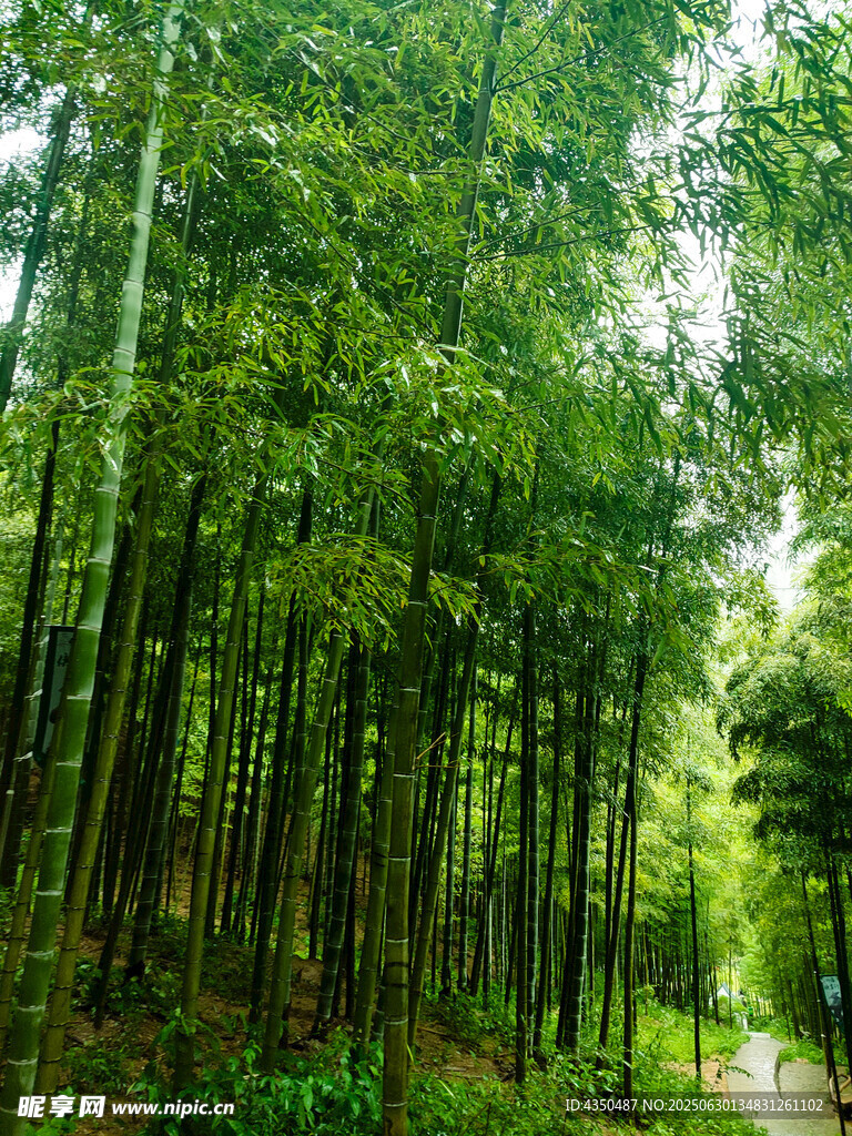 茂密竹林中的清幽小径