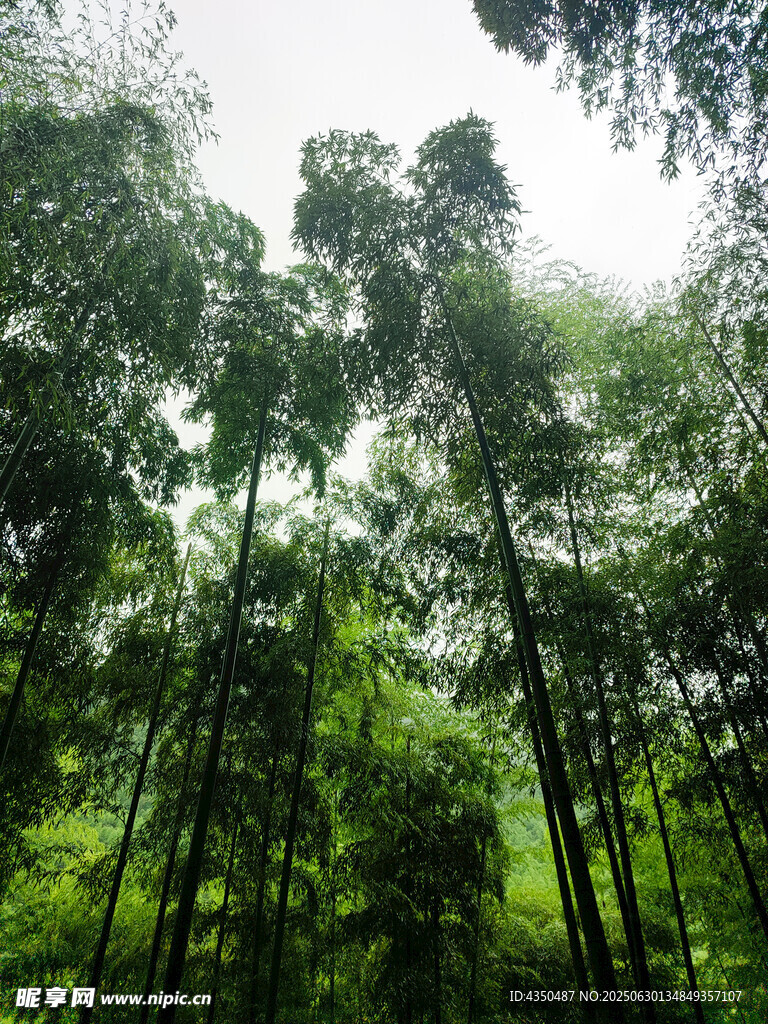 茂密竹林绿意盎然