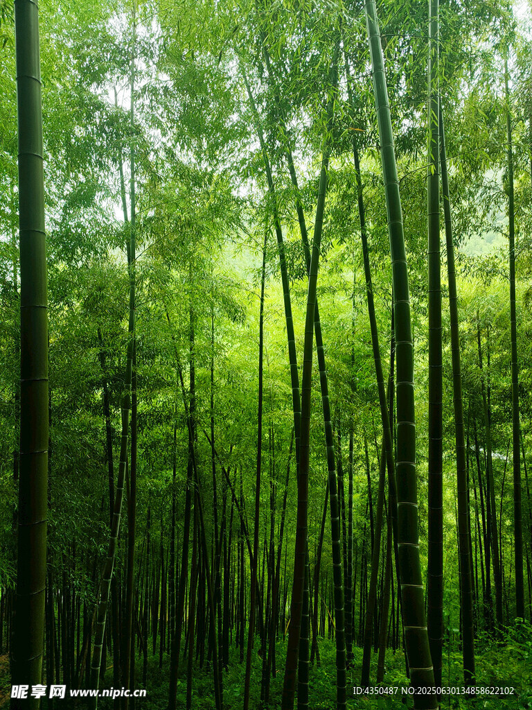 翠绿竹林自然清新之景