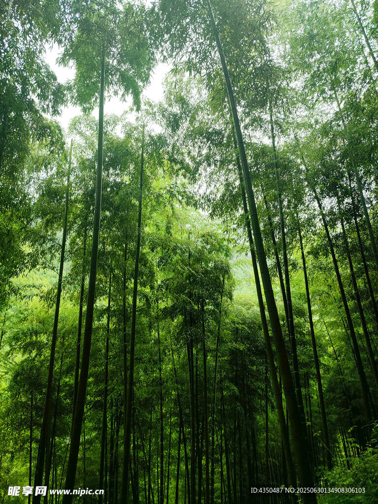 翠绿竹林自然清新之景