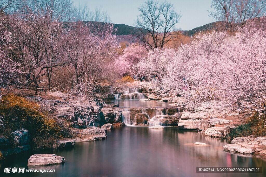 春日溪边烂漫樱花景