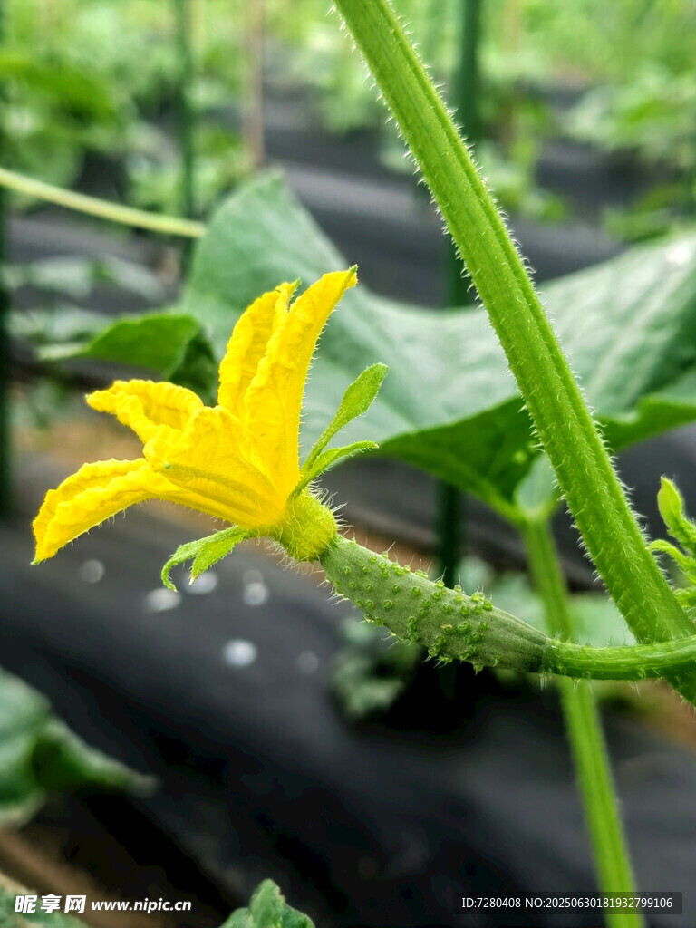 黄瓜藤上的黄色小花
