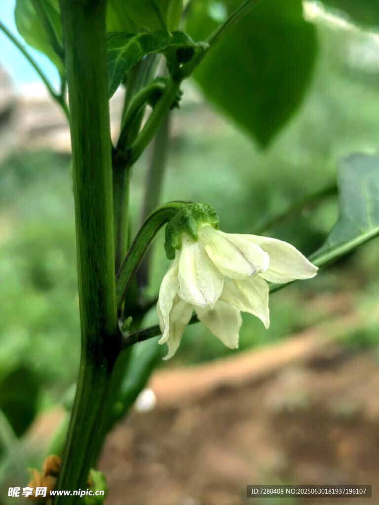 青椒植株上的白色小花