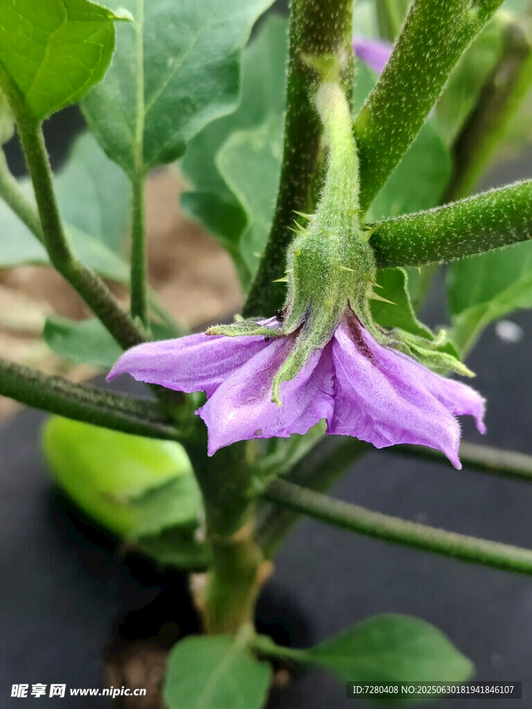 紫色茄科植物花朵特写