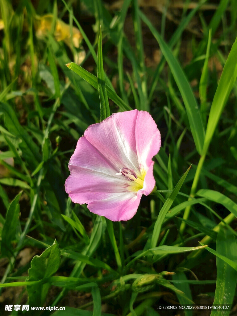 粉色绽放的田野牵牛花