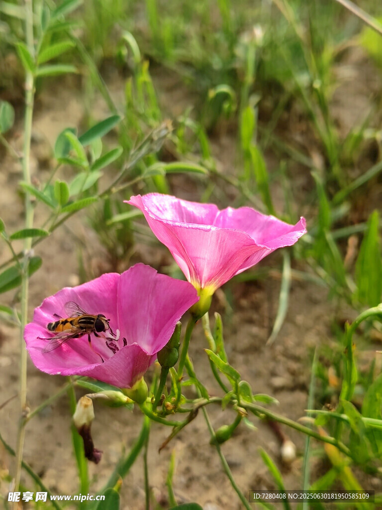 草地上的粉色花朵与昆虫