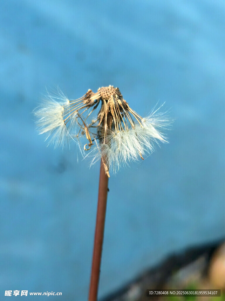 孤独蒲公英