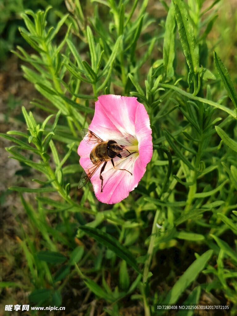 蜜蜂停留在粉色花朵上
