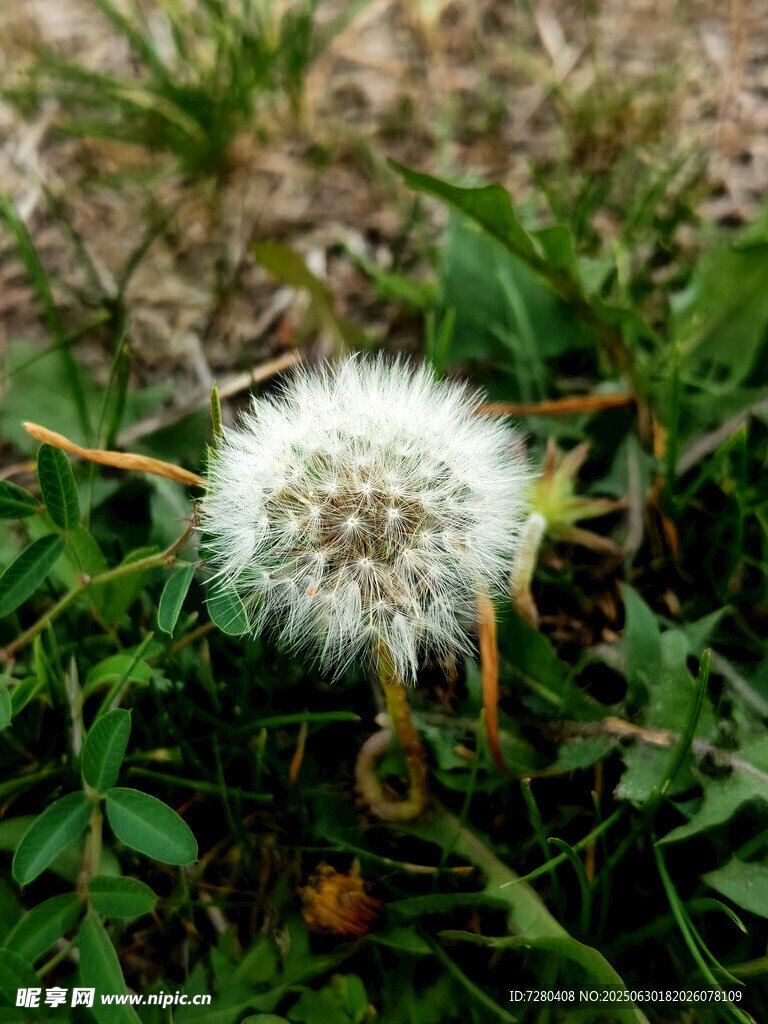 草地上的蒲公英