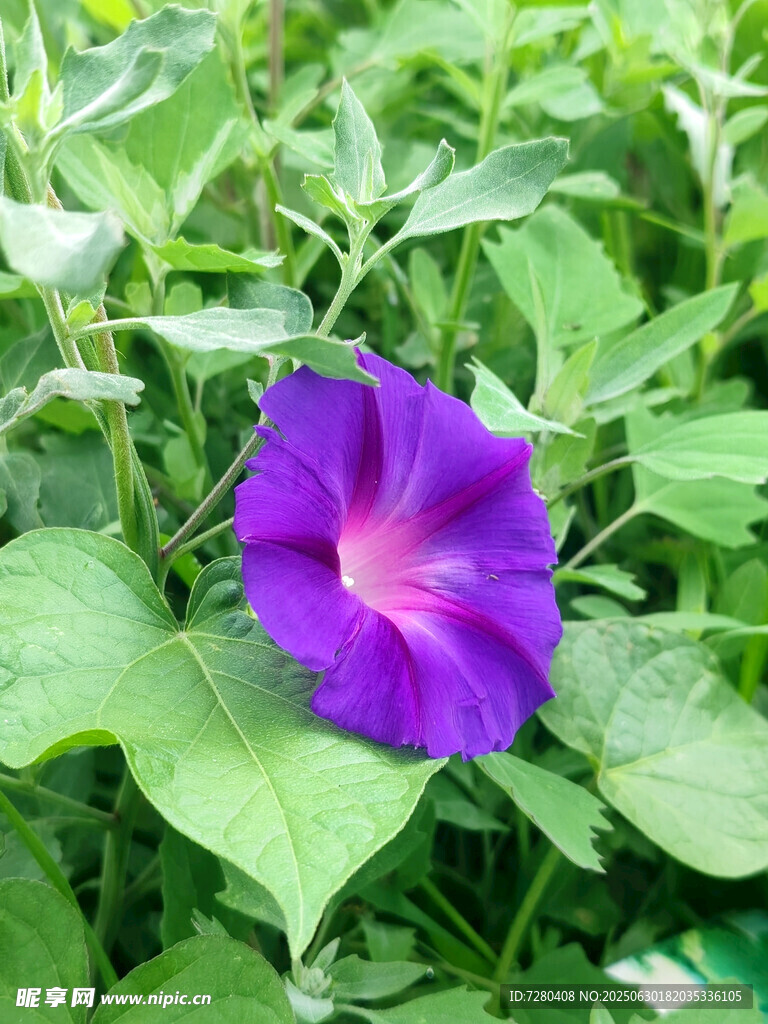 紫色牵牛花绽放绿叶间