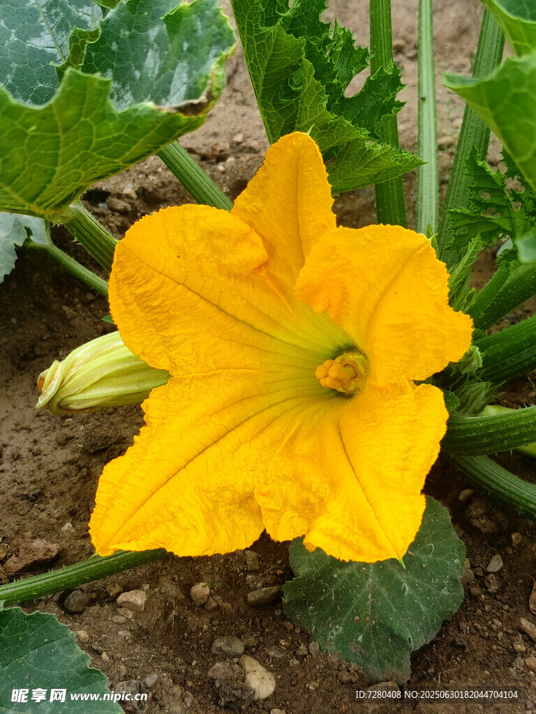 黄色南瓜花特写