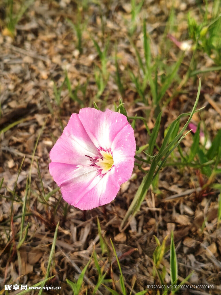 粉色单朵牵牛花绽于草地