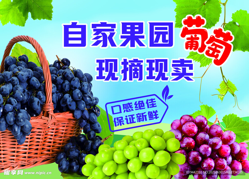 葡萄海报