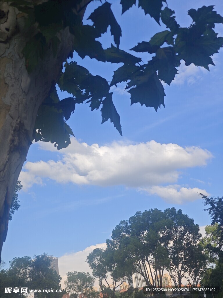 透过枝叶看蓝天绿树