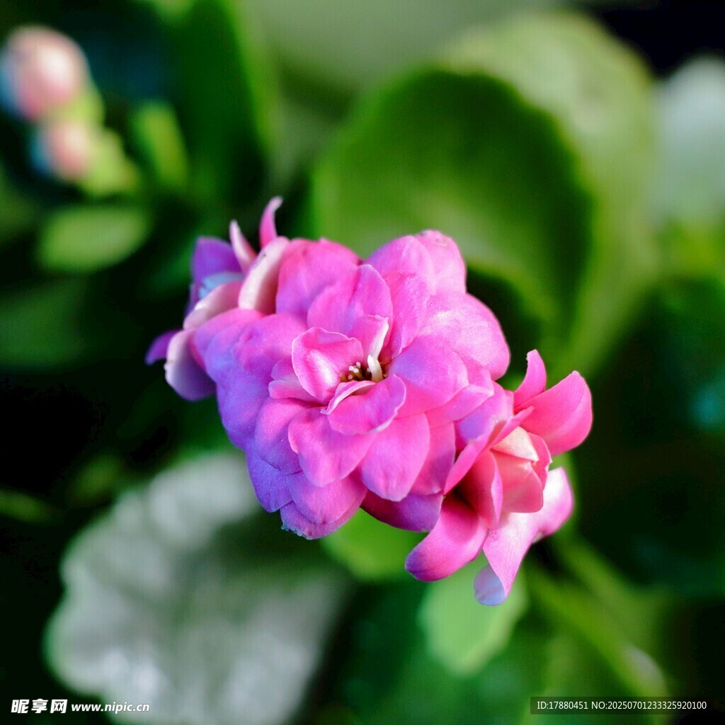 长寿花