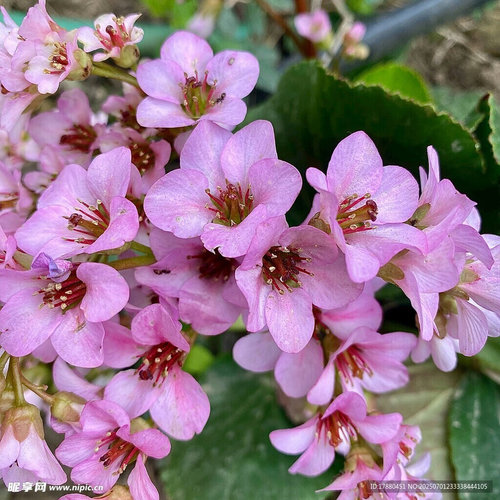 岩白菜