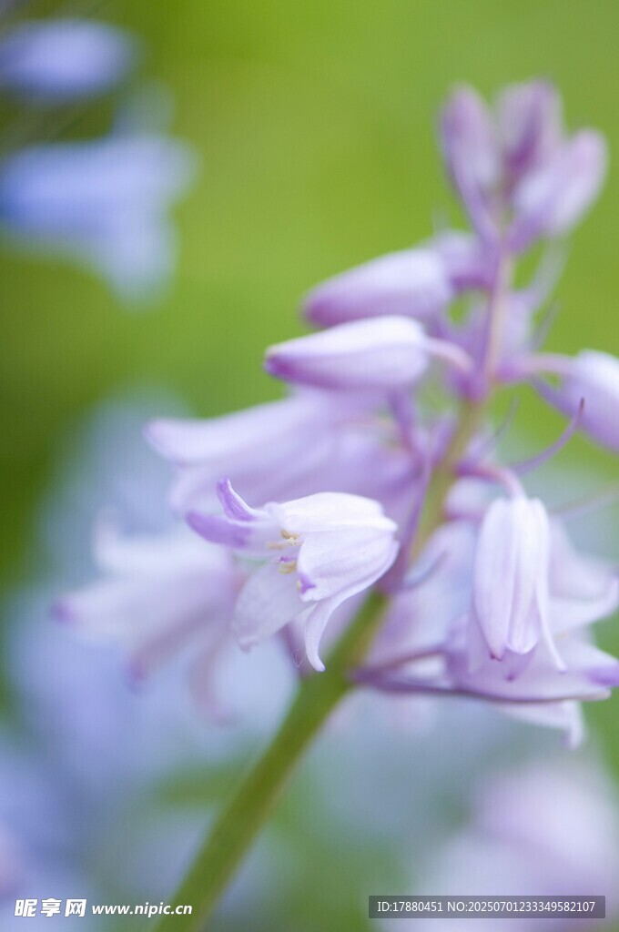 风铃花