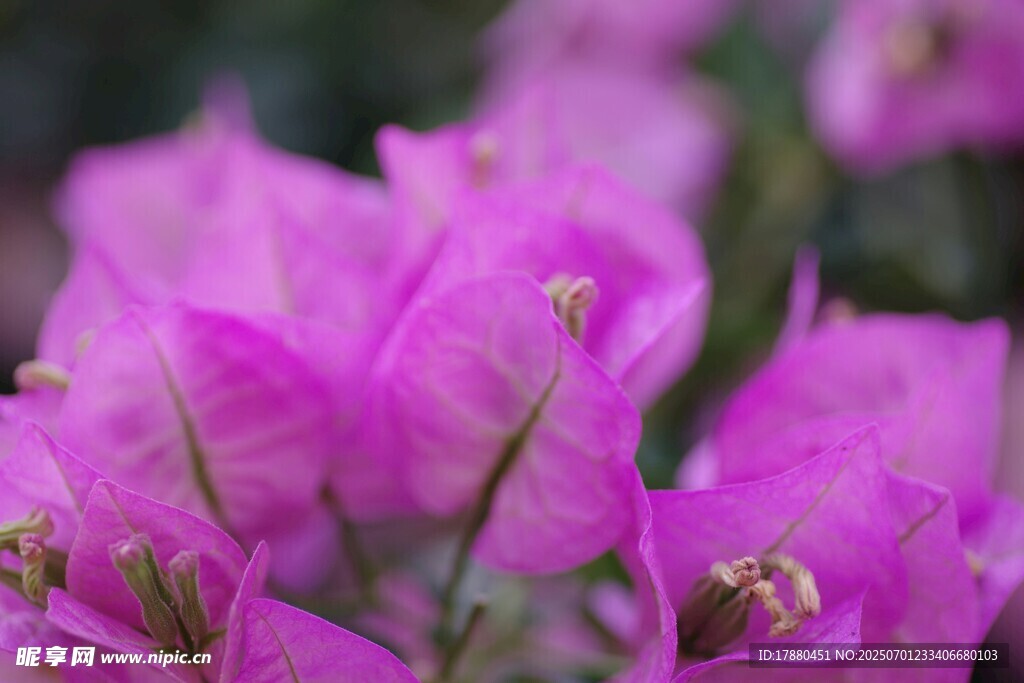 叶子花