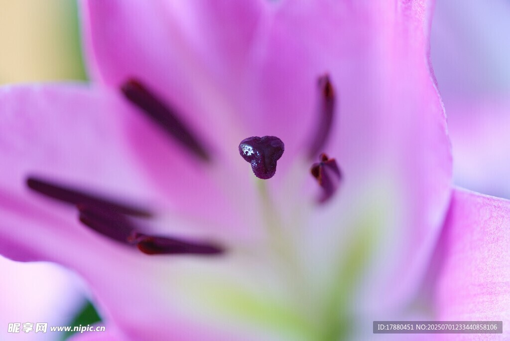 百合