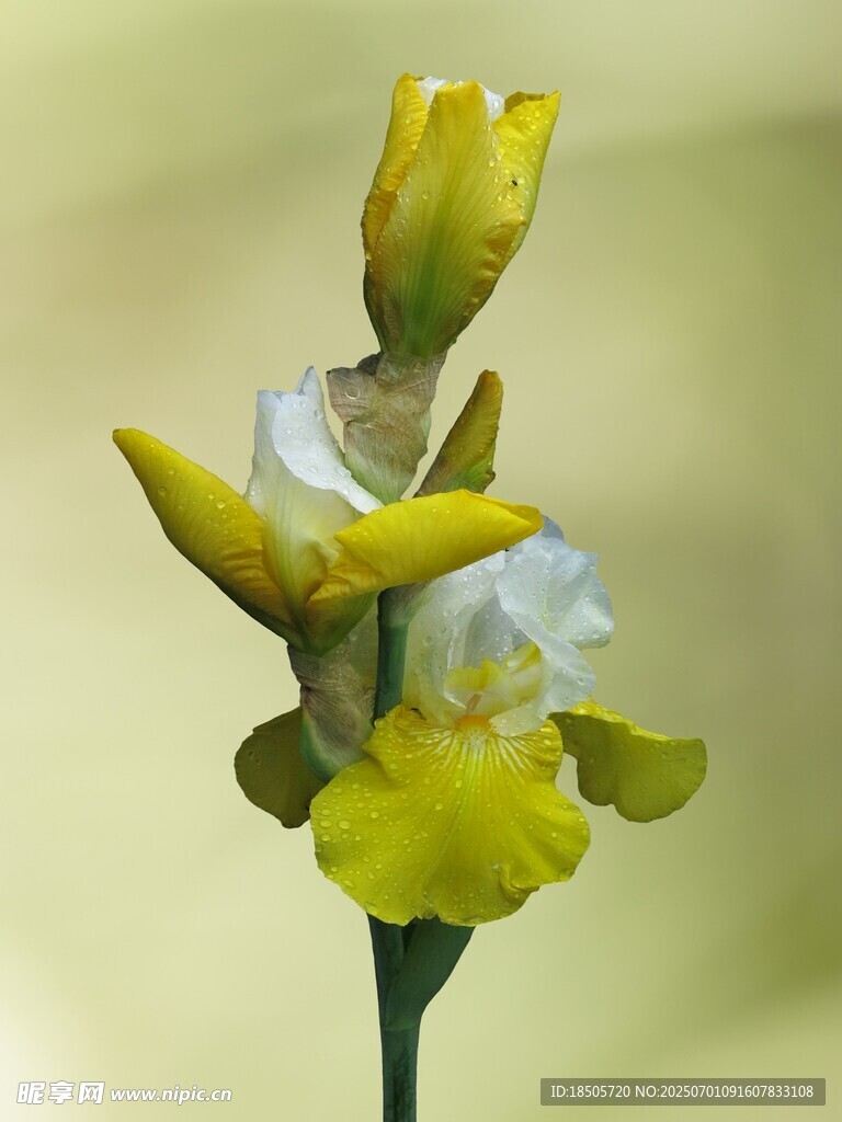 黄色鸢尾花特写