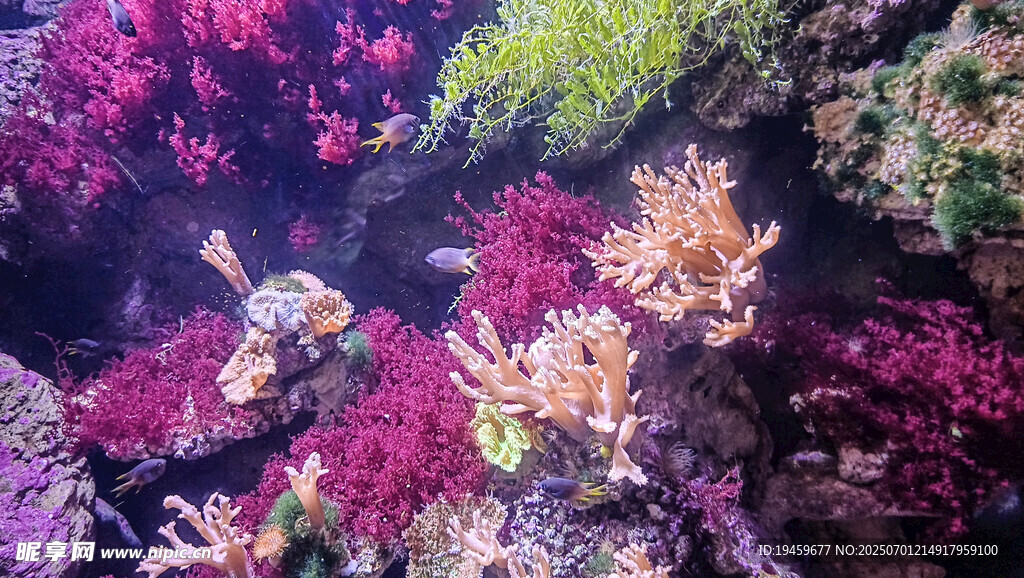 海底绚烂珊瑚与游动小鱼